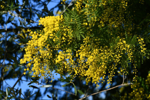 Acacia Dealbata 50 Plants